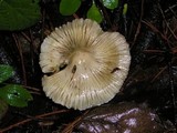 Inocybe sororia image