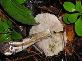 Inocybe sororia image
