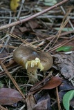 Hygrophorus hypothejus image