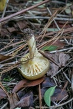 Hygrophorus hypothejus image