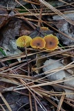 Xeromphalina cauticinalis image