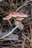 Rhodocollybia butyracea image