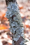 Parmotrema tinctorum image