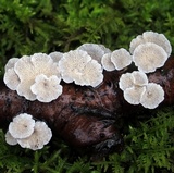 Plicaturopsis crispa image