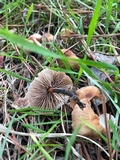 Gymnopus brassicolens var. brassicolens image