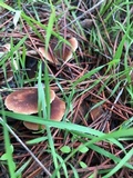Gymnopus brassicolens var. brassicolens image