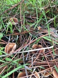 Gymnopus brassicolens var. brassicolens image