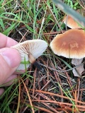 Gymnopus brassicolens var. brassicolens image