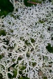 Cladonia subtenuis image
