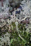 Cladonia pyxidata image