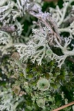 Cladonia pyxidata image