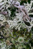 Cladonia pyxidata image