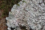 Lepraria normandinoides image