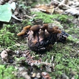 Ciboria batschiana image