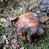 Ciboria batschiana image