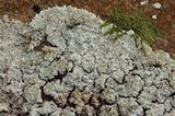 Lepraria normandinoides image