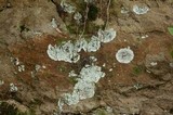 Lepraria normandinoides image
