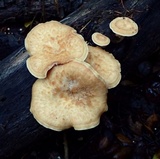 Polyporus tuberaster image
