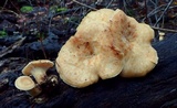 Polyporus tuberaster image