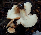 Polyporus tuberaster image