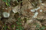 Lepraria normandinoides image