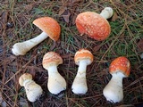 Amanita persicina image