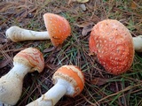 Amanita persicina image