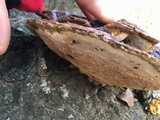 Ganoderma sessile image