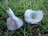 Lactarius paradoxus image