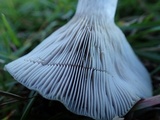 Lactarius paradoxus image