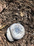 Lactarius paradoxus image