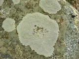 Lecidea tessellata image