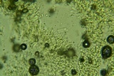 Phanerochaete tuberculata image