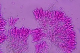 Phanerochaete tuberculata image