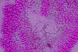 Phanerochaete tuberculata image