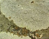 Lecidea tessellata image