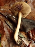 Inocybe ceskae image