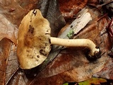 Inocybe ceskae image