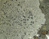Lecidea tessellata image