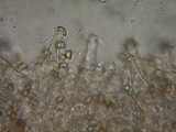 Inocybe ceskae image