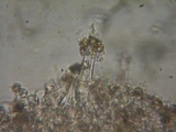 Inocybe ceskae image