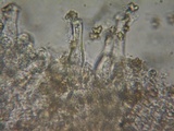 Inocybe ceskae image