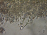 Inocybe ceskae image