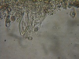 Inocybe ceskae image
