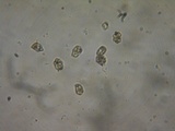 Inocybe ceskae image