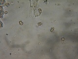 Inocybe ceskae image