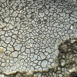 Lecidea tessellata image