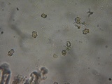 Inocybe ceskae image