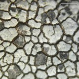 Lecidea tessellata image