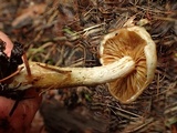 Stropharia caerulea image